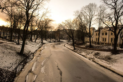 Panoramic shot of trees at sunset