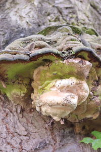 Close-up of mushrooms growing on tree trunk