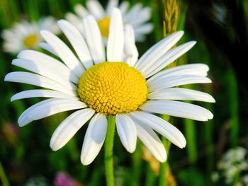 Close-up of white flower