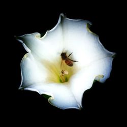 Close-up of flower over black background