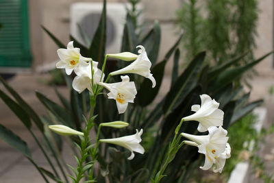 Close-up of white flowering plant