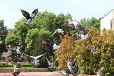 Flock of birds flying against the sky