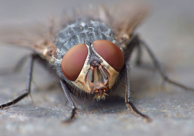 Macro shot of housefly