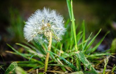 Close-up of dandelion