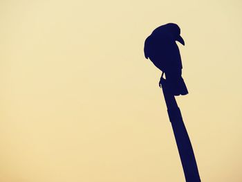 Low angle view of silhouette bird perching against clear sky