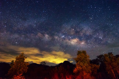 Low angle view of trees against sky at night milky way galaxy