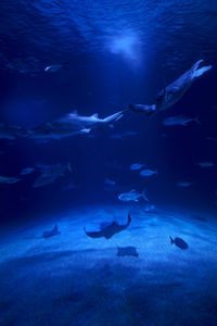 Tiger shark in the ocean surrounded by fish, depth, sand, rocks, various animals
