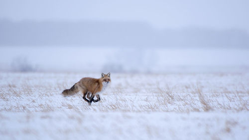 Fox running on field