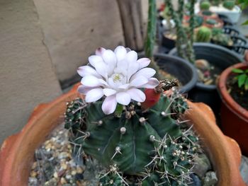 High angle view of black and white flower in pot