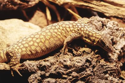 Close-up of lizard on rock