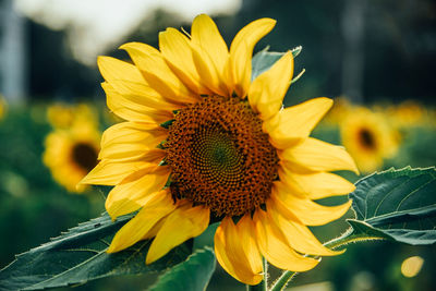 Close-up of fresh sunflower blooming outdoors