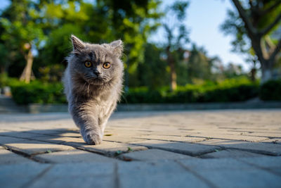 Portrait of cat walking on footpath