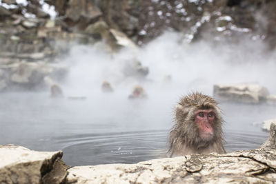 Snow monkey on rock in hot spring water, japan