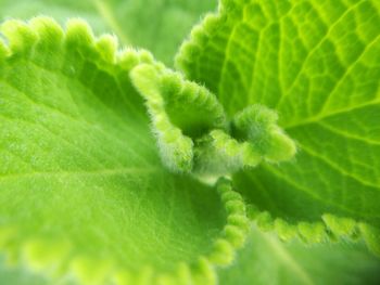 Close-up of fresh green plant