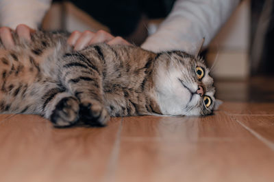 Cat sleeping on floor at home