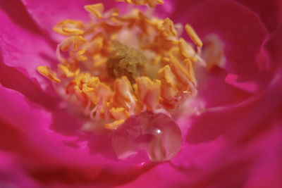 Close-up of pink rose flower