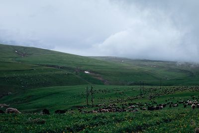 Scenic view of agricultural field against sky