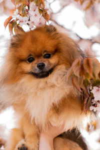 Portrait of a little spitz on a background of sakura