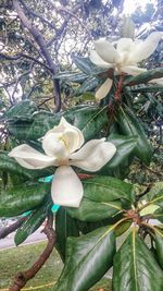 Close-up of white flowers