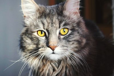 Close-up portrait of cat