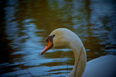 Close-up of a swan in lake