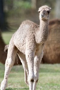 Lion standing in a field