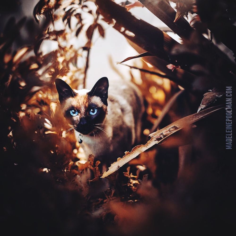 cat, looking at camera, mammal, pets, feline, domestic animals, domestic, domestic cat, vertebrate, one animal, portrait, no people, selective focus, nature, day, plant, outdoors, whisker