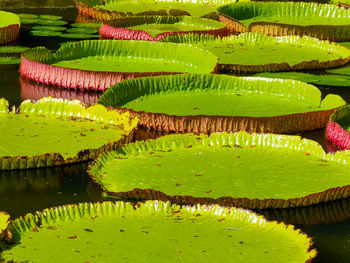 View of lotus leaves floating on lake
