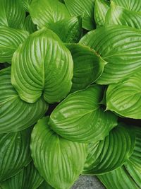 Full frame shot of green leaves