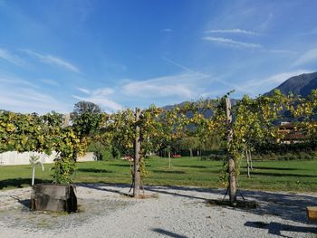 Trees on field against sky