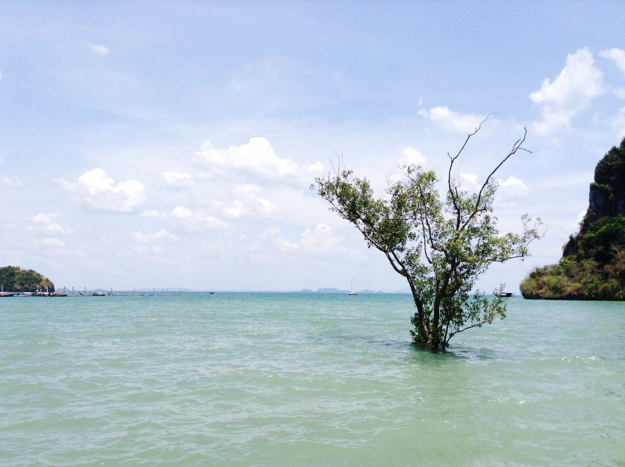 water, sky, sea, tree, tranquil scene, tranquility, scenics, beauty in nature, waterfront, nature, cloud - sky, cloud, rippled, horizon over water, growth, blue, idyllic, day, cloudy, outdoors