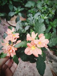 Close-up of hand holding flowers