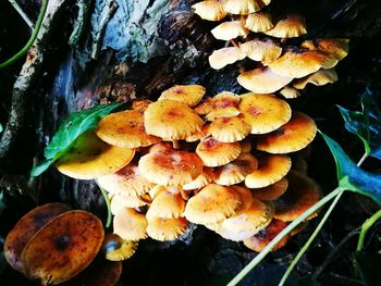 Close-up of mushrooms growing on tree