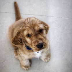 High angle portrait of dog on floor