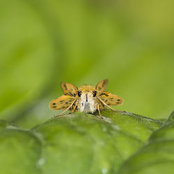 Close-up of fiery skipper on plant