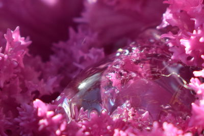 Close-up of pink flowers