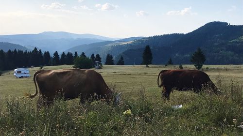 Cows grazing on field against sky