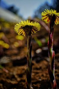 Close-up of wilted plant