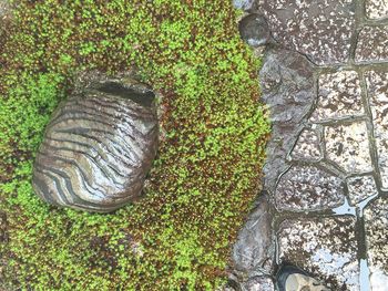 Plants growing on field