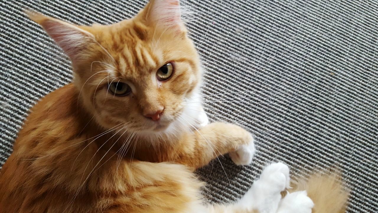 CLOSE-UP PORTRAIT OF GINGER CAT ON BLANKET