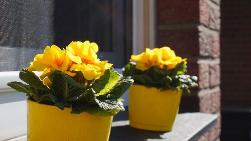 Close-up of yellow flower pot