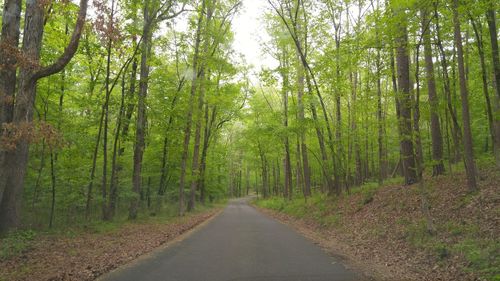 Empty road amidst trees in forest