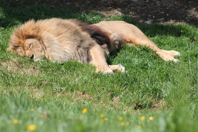 View of a cat relaxing on field