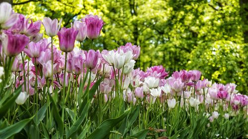 Close-up of pink flowers on field