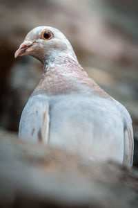 Close-up of pigeon 