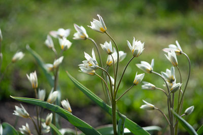 Close-up of white flowering plant on field