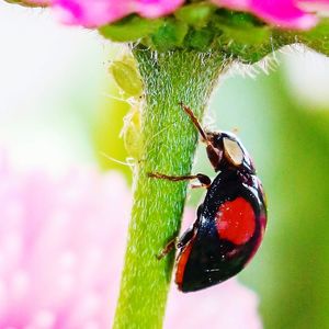 Close-up of insect on leaf