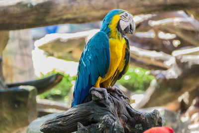 Close-up of blue parrot perching on tree