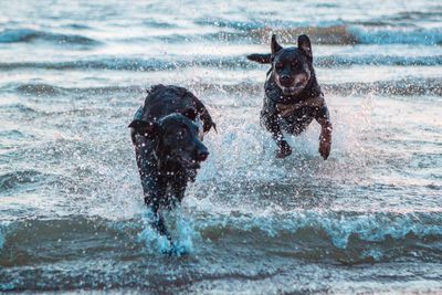 View of dog running in sea