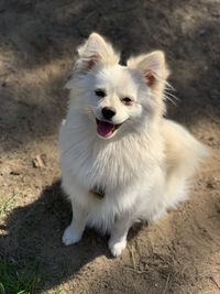 High angle view of dog sitting on field